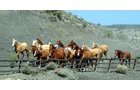 Property photo 1 - 92,312+/- Acres Offered in 14 Tracts